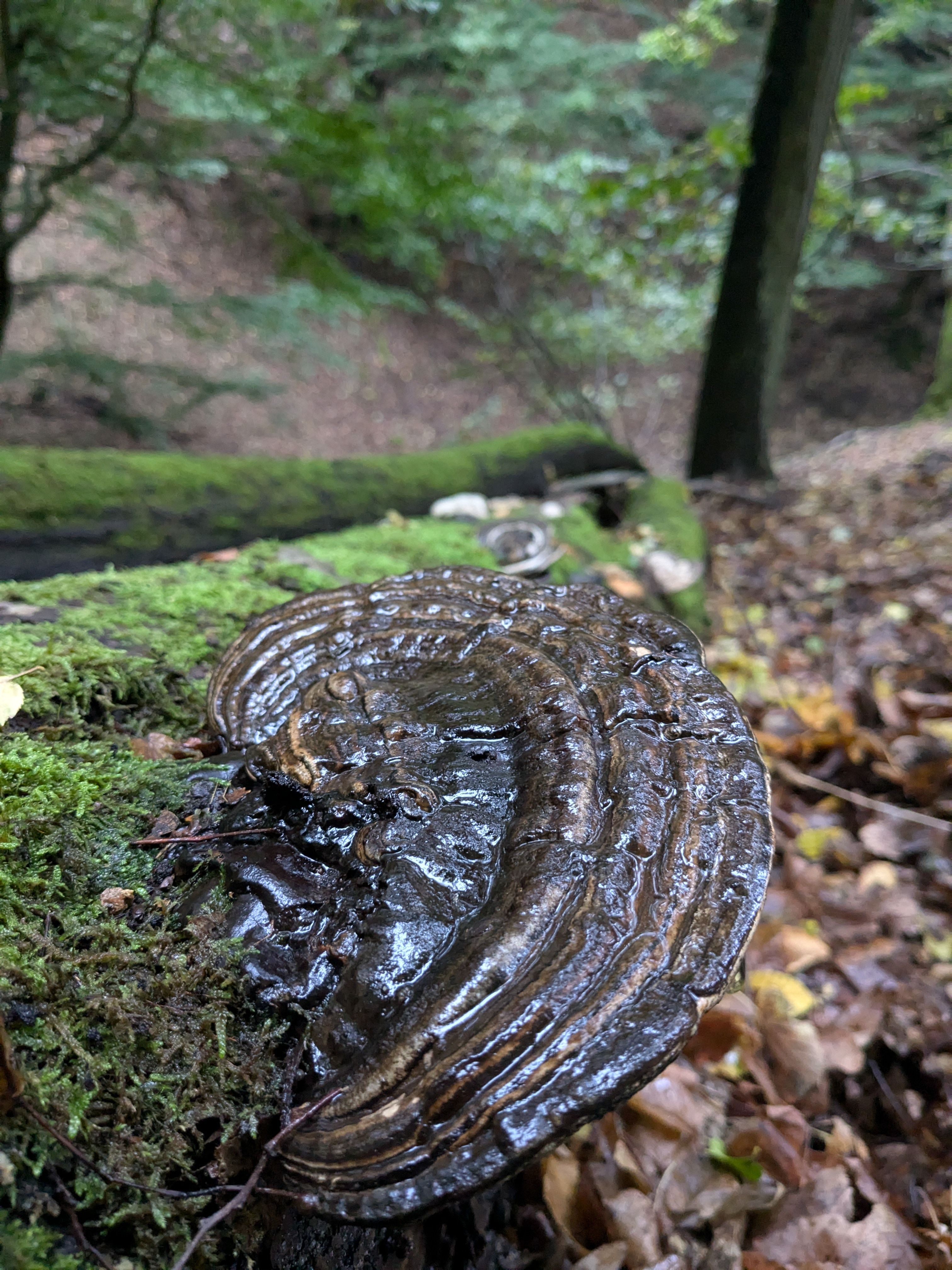Ganoderma (Lesklokorka)