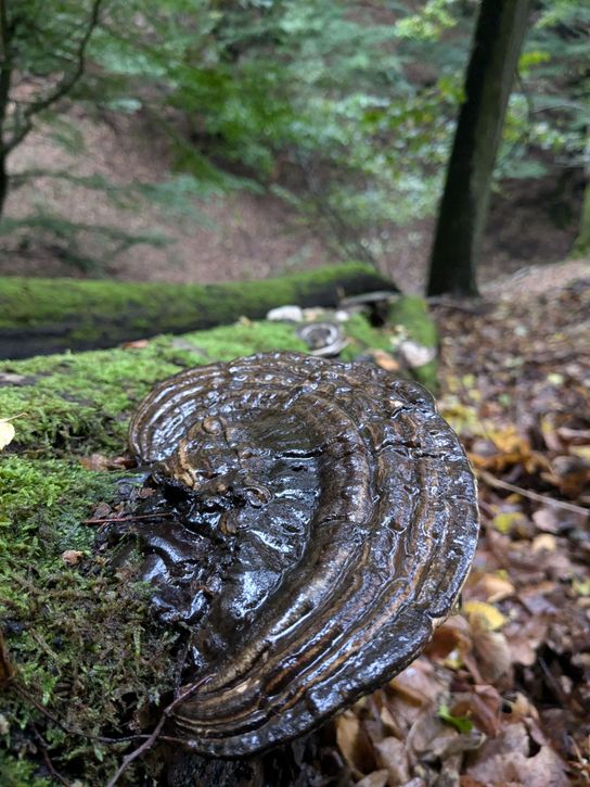 Ganoderma (Lesklokorka)