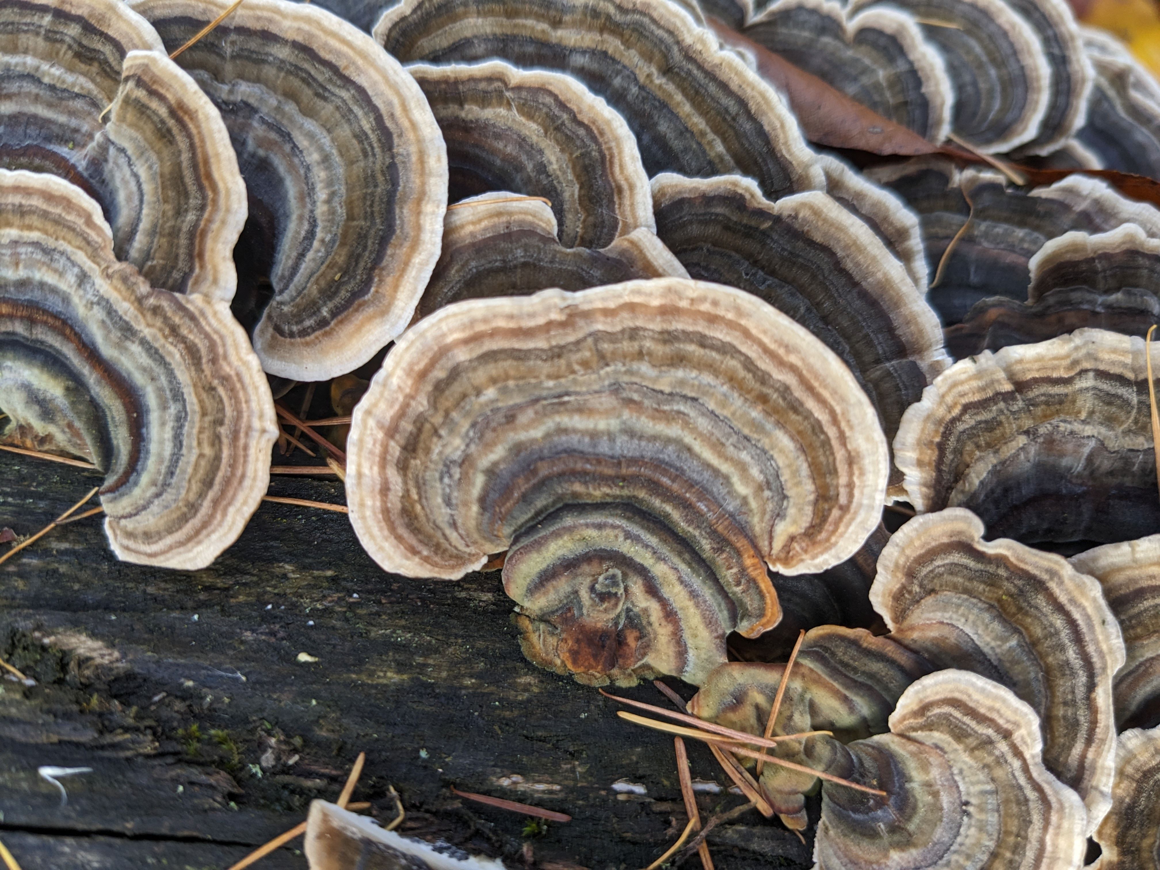 Coriolus