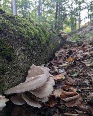 Hlíva ústřičná - chutná příloha k jidlu