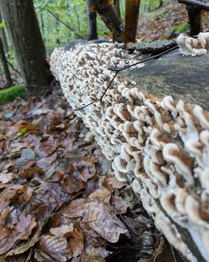 Není nutno Outkovku pestrou (Coriolis, Turkey tail) pěstovat na plantážích a vozit přes půl světa. Outkovce se u nás daří a lze ji najít v hojném množství ve špičkové kvalitě
