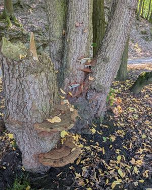 Lesklokorka ploská v Brně u Obory holedná, kdyby chtěl někdo vědět jak vypadá