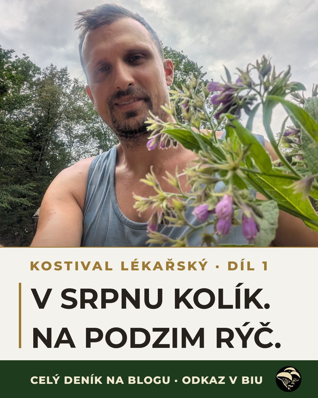 V srpnu kolík, na podzim rýč.
Kostival lékařský se sbírá na podzim, kdy už ho nad zemí nepoznáte. Proto ty kolíky.
Celý první díl deníku — určovací znaky, záměny (jedna z nich prudce jedovatá) a proč se značí v létě — je na blogu. Odkaz v biu.
Kostival se používá jen zevně; proč, je v článku.
#kostival #symphytum #bylinkarstvi #sberbylin #ceskyles #drhoubicka