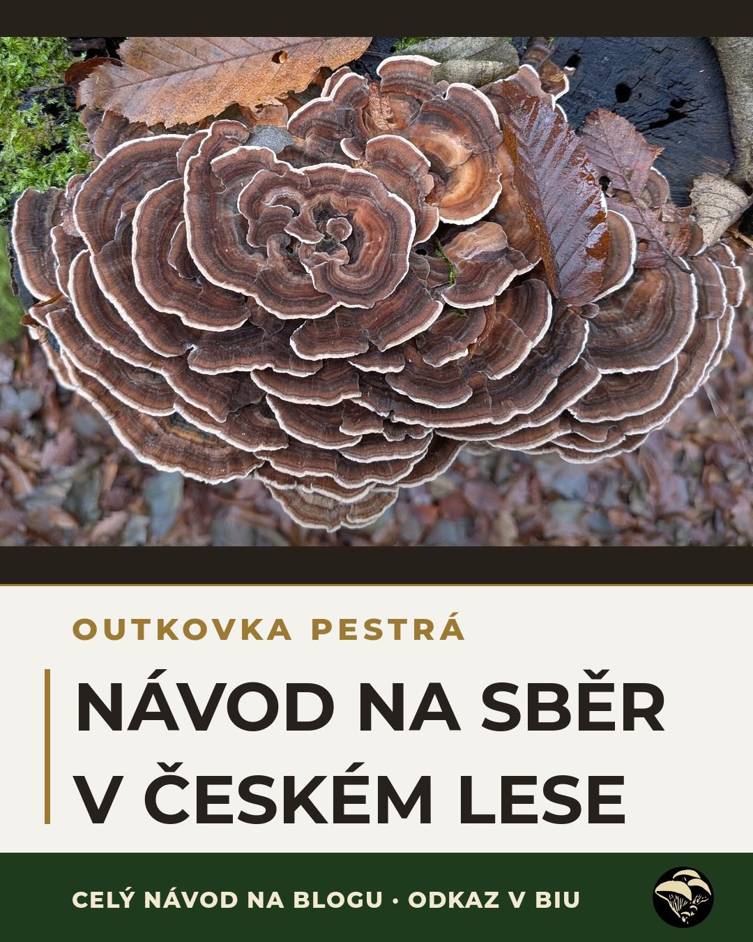 Zespodu bílá. Jinak nebrat.
Outkovku pestrou potkáte v lese skoro celý rok — sbírat se ale vyplatí jen zlomek. Dokud je spodní strana klobouku bílá, plodnice žije. Zežloutlá už dosloužila.
Celý návod na sběr — čtyři určovací znaky a čtyři houby, se kterými se dá splést — je na blogu. Odkaz v biu.
#outkovkapestra #turkeytail #trametesversicolor #houby #sberhub #ceskyles #drhoubicka