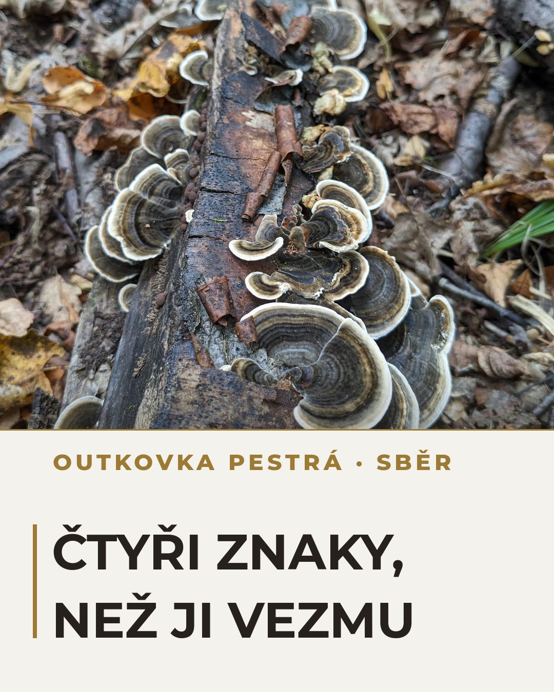 Outkovku potkáte v lese skoro celý rok. Vzít se vyplatí jen zlomek.
Čtyři znaky, které si projdu, než plodnici vezmu. Jeden na snímek, listujte doprava.
Co se do karuselu nevešlo: čtyři houby, se kterými se dá splést, a kdy ji v roce hledat. To je v článku na blogu, odkaz v biu.
#outkovkapestra #turkeytail #trametesversicolor #houby #sberhub #ceskyles #drhoubicka